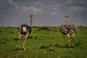109 Masai Mara, struisvogels
